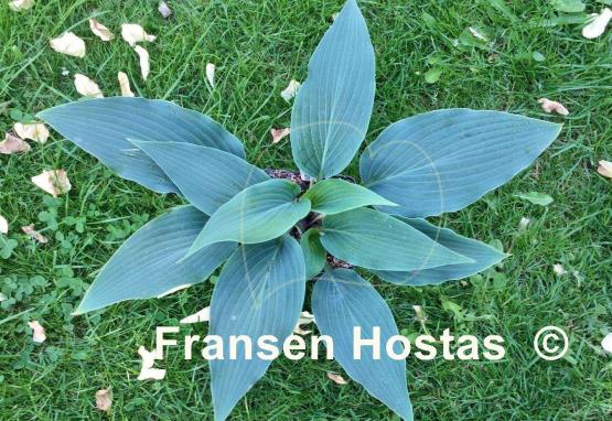 Hosta Connecticut River